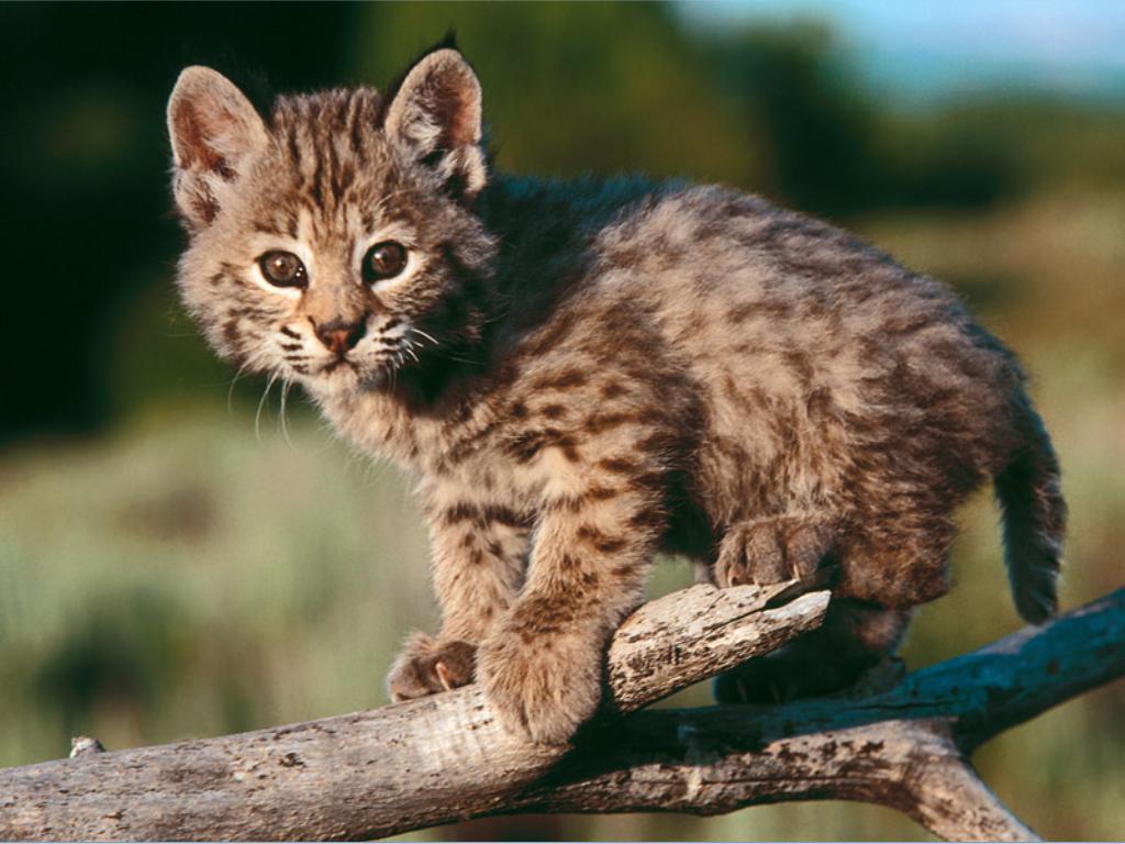 bobcat